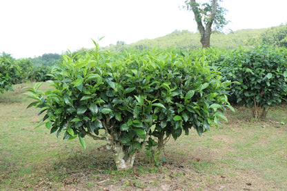 1 Lb Black & Green Drinking Tea (Camellia Sinensis) Seeds