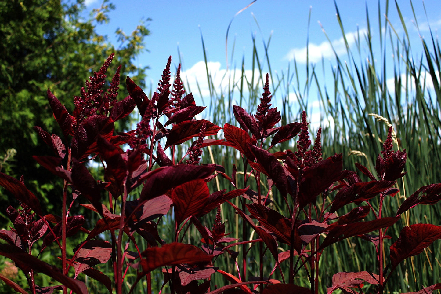 500 Red Garnet Amaranth (Amaranthus Tricolor) Seeds
