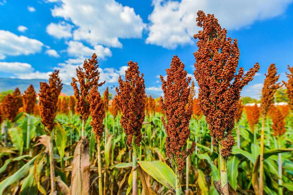 1 Lb  Honey Drip Sorghum (Sorghum Bicolor) Seeds