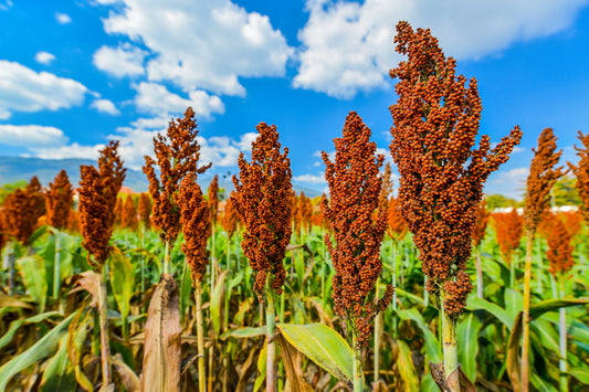1 Lb  Honey Drip Sorghum (Sorghum Bicolor) Seeds