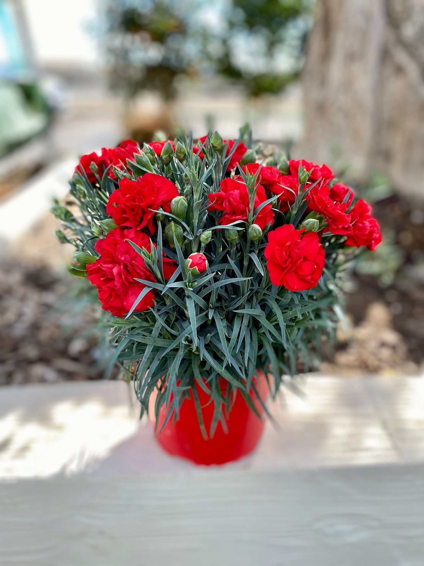 50 Scarlet Carnation  (Dianthus Caryophyllus Grenadin) Seeds