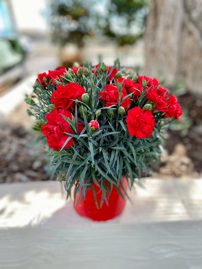 50 Scarlet Carnation  (Dianthus Caryophyllus Grenadin) Seeds