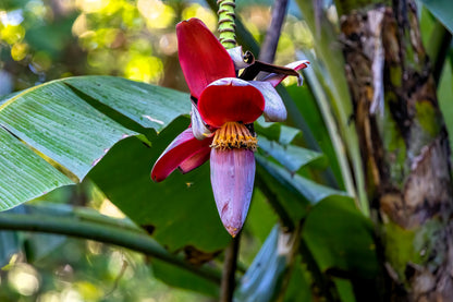 Plantain Banana (Musa balbisiana) Seeds – 5 ct
