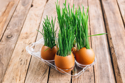 500 Cat Grass/Wheat Grass (Triticum Aestivum) Seeds