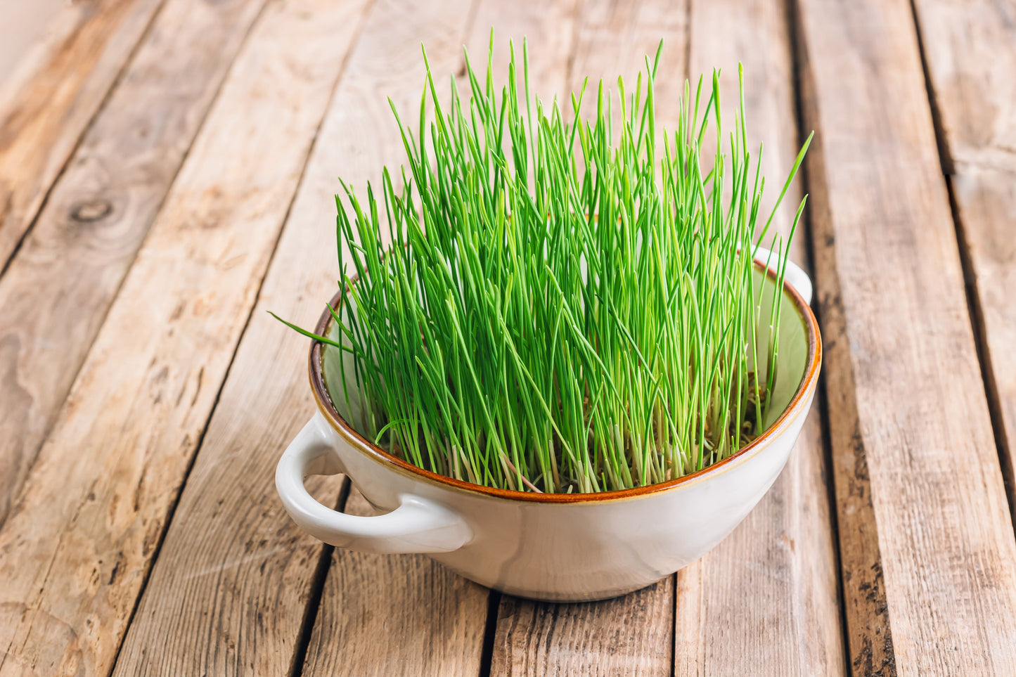 500 Cat Grass/Wheat Grass (Triticum Aestivum) Seeds