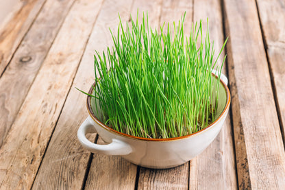 500 Cat Grass/Wheat Grass (Triticum Aestivum) Seeds