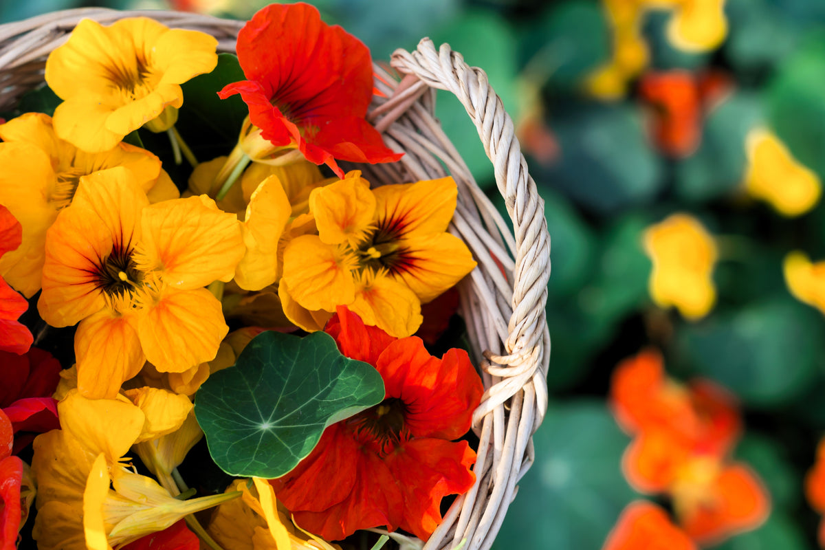 50 Mixed Colors Dwarf Jewel Nasturtium (Tropaeolum Minus) Seeds