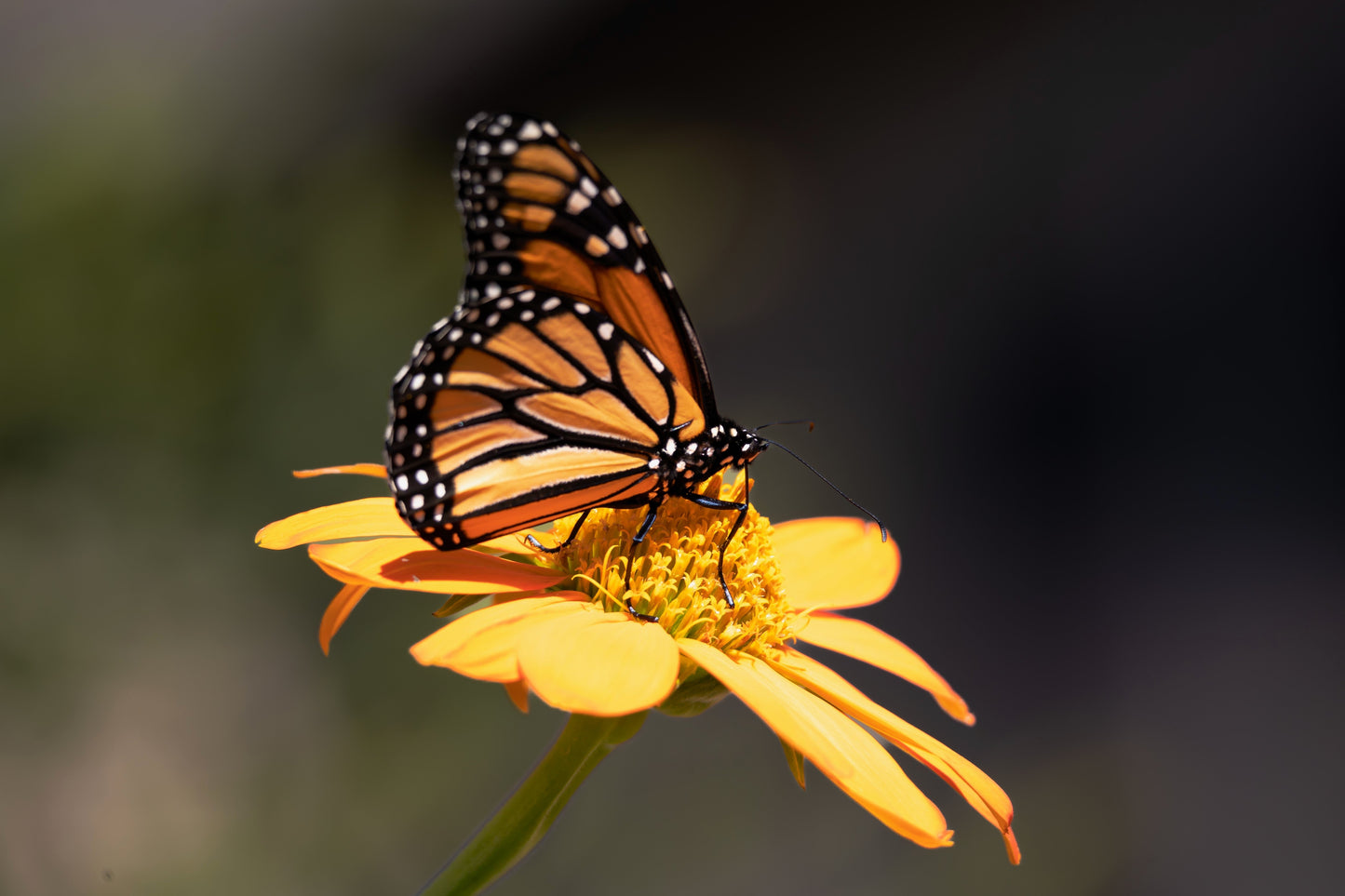 Mexican Ssunflower (Tithonia Speciosa) Seeds