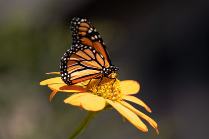 Mexican Ssunflower (Tithonia Speciosa) Seeds