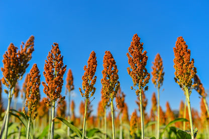 1 Lb  Honey Drip Sorghum (Sorghum Bicolor) Seeds