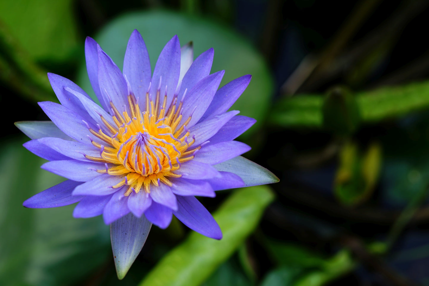 10 Blue Water Lily (Nymphaea Caerulea) Seeds