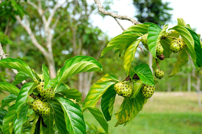 20 NONI Cheese Fruit Great Morinda Citrifolia Indian Beach Mulberry Shrub Tree Seeds