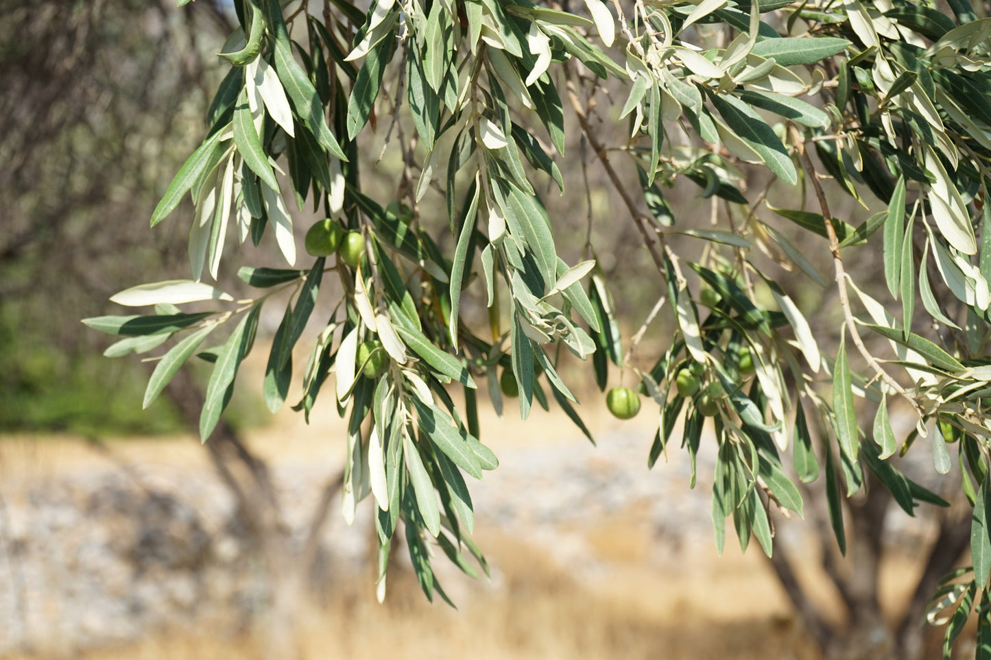 10 Canino Olive Tree (Olea Europaea Canino) Seed