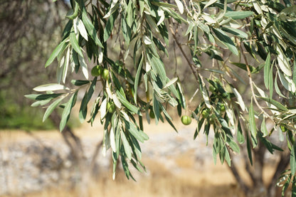 10 Canino Olive Tree (Olea Europaea Canino) Seed
