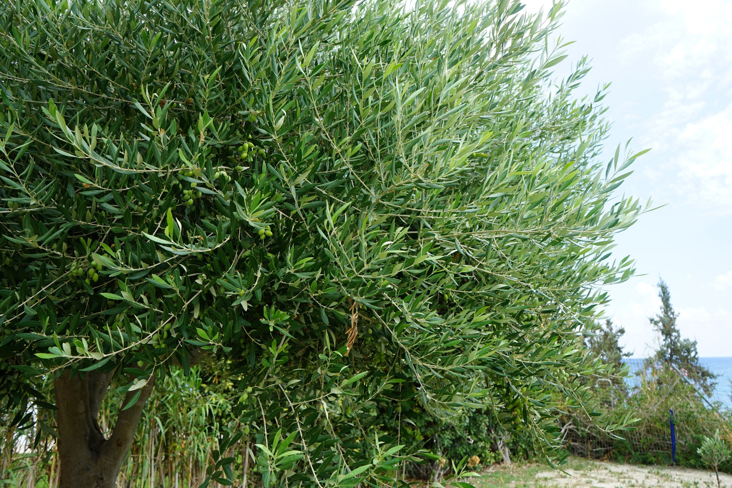 10 Canino Olive Tree (Olea Europaea Canino) Seed
