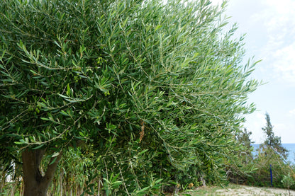 10 Canino Olive Tree (Olea Europaea Canino) Seed