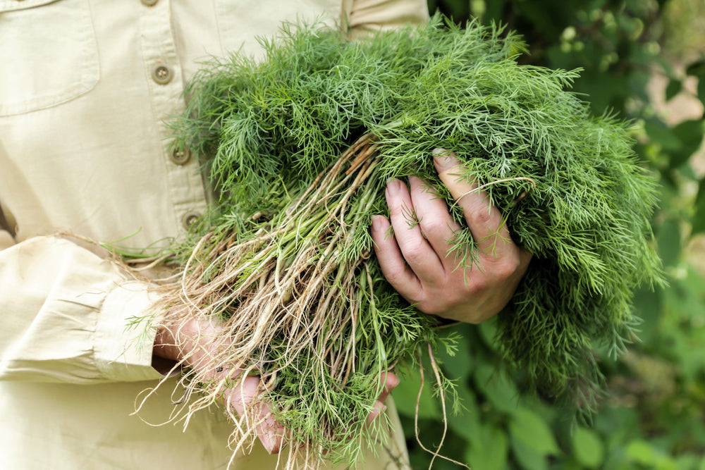 1000 Long Island Mammoth Dill (Anethum Graveolens) Seeds
