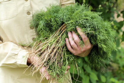 1000 Long Island Mammoth Dill (Anethum Graveolens) Seeds