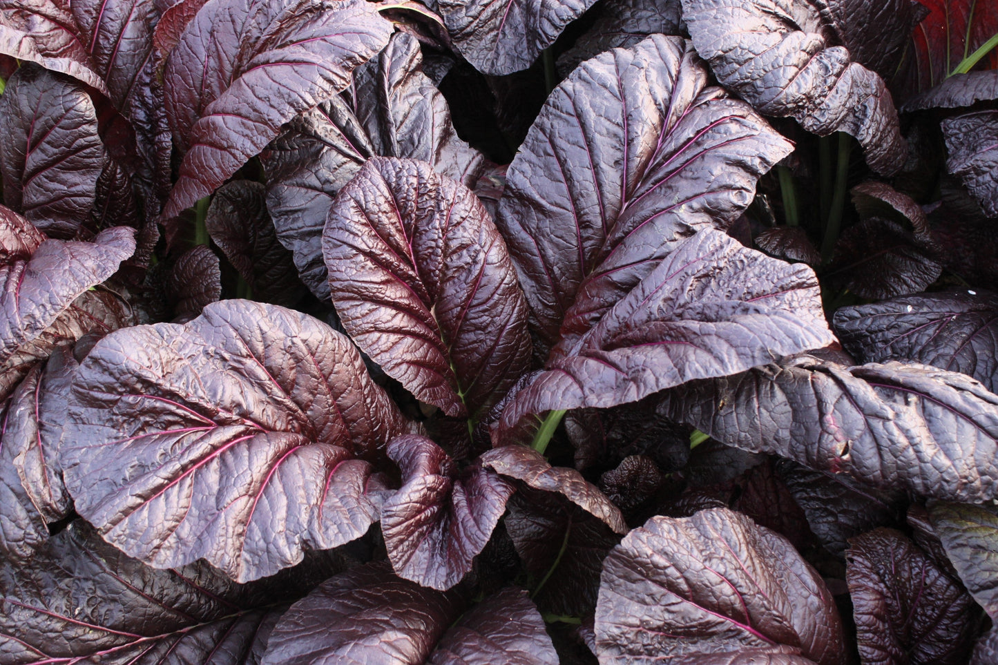 1500 Red Giant Mustard (Brassica Junco) Seeds