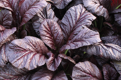 1500 Red Giant Mustard (Brassica Junco) Seeds
