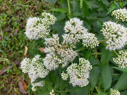 200 Tall White Boneset (Eupatorium Perfoliatum) Seeds
