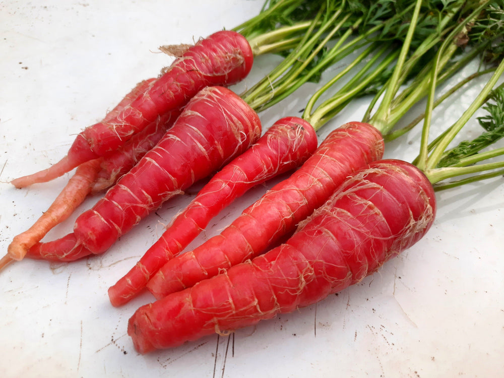 400 Atomic Red Carrot (Daucus Carota) Seeds