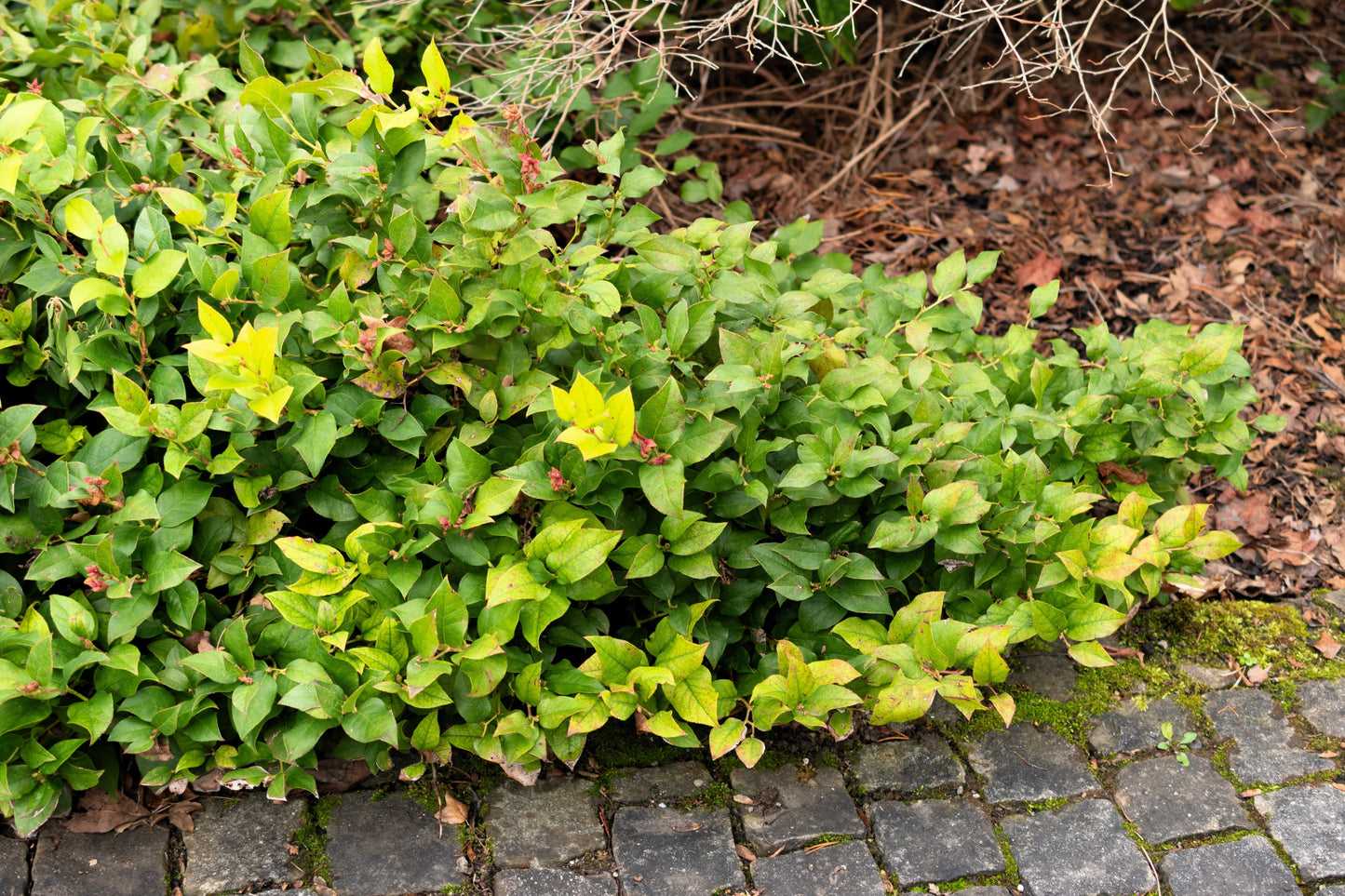 40 Salal Berry (Gaultheria Shallon) Seeds