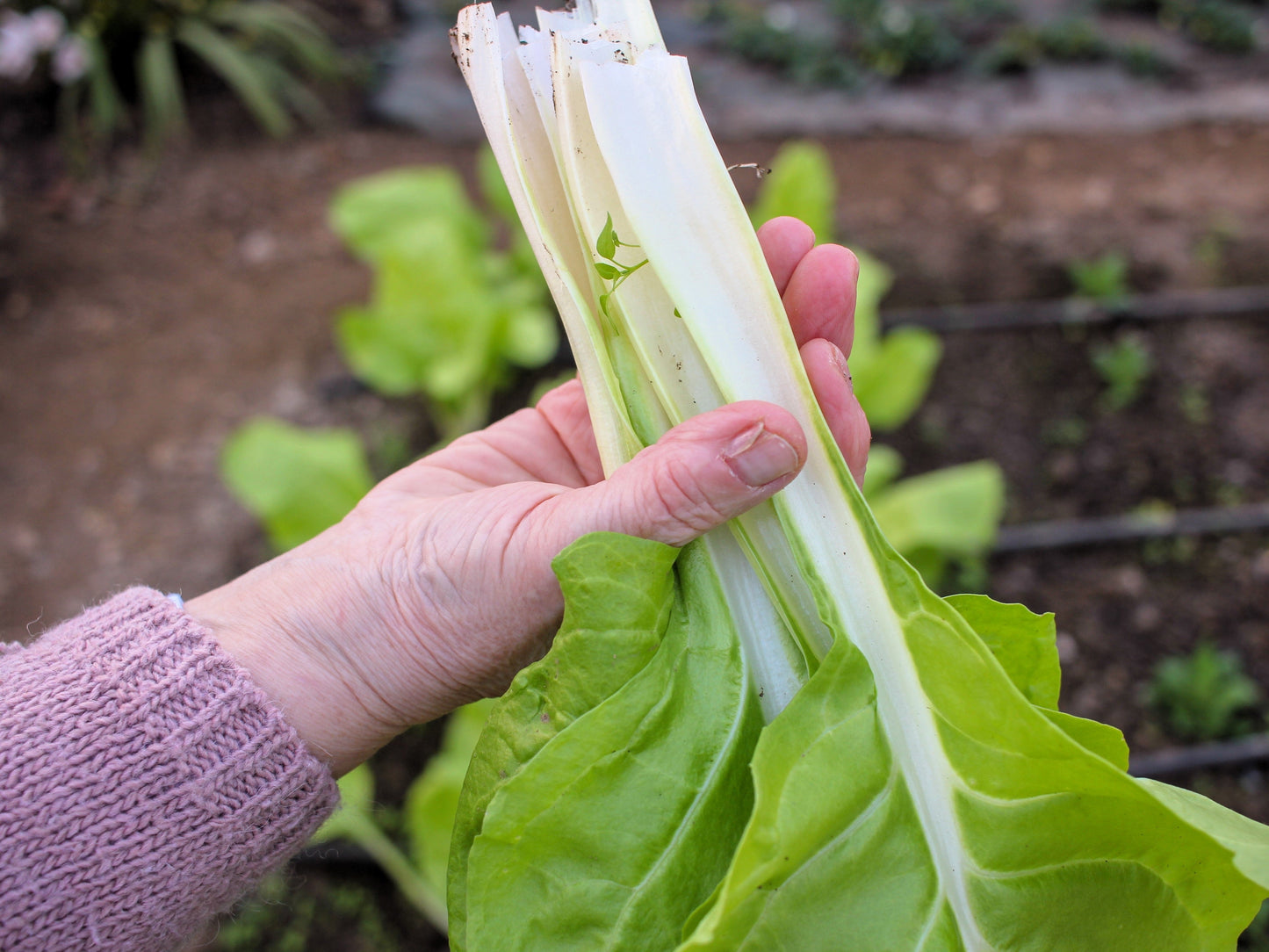 250 Barese Swiss Chard (Beta Vulgaris) Seeds