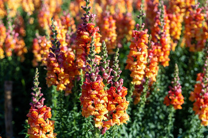 250 Orange Wonder Snapdragon (Antirrhinum Majus) Seeds