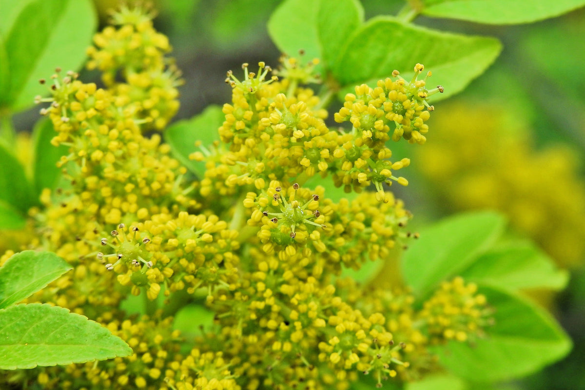 Sichuan Pepper (Zanthoxylum bungeanum) Seeds – 25 ct