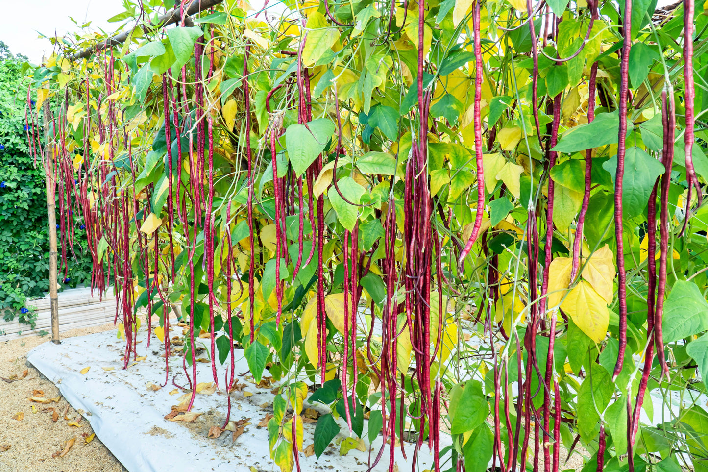 25 Red Noodle Bean (Phaseolus Vulgaris) Seeds