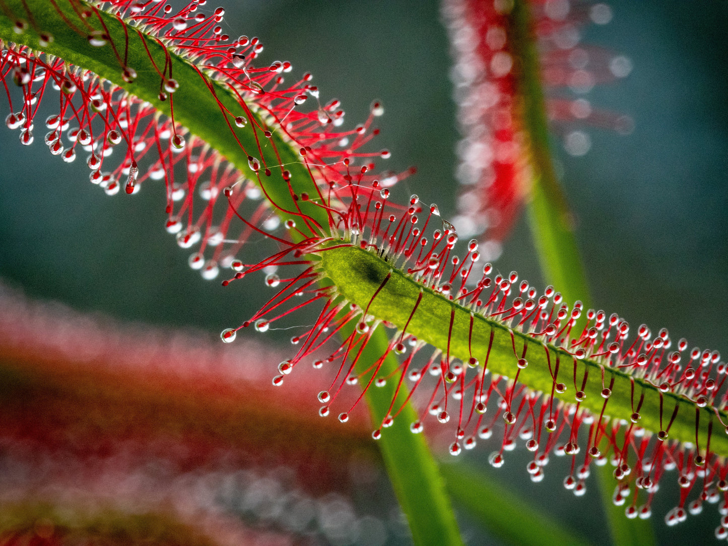 10 Carnivorous Sundew Plant (Drosera) Seeds