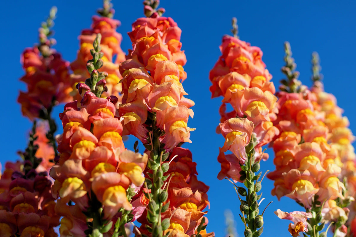 250 Orange Wonder Snapdragon (Antirrhinum Majus) Seeds