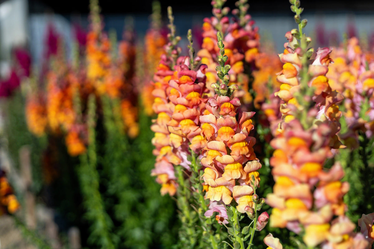 250 Orange Wonder Snapdragon (Antirrhinum Majus) Seeds