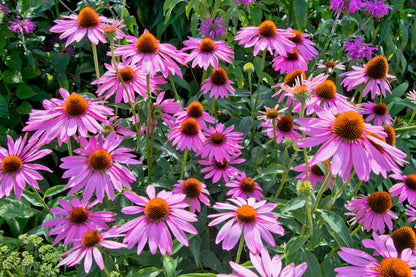 1000 PURPLE CONEFLOWER Echinacea Purpurea Heirloom Flower Herb Seeds