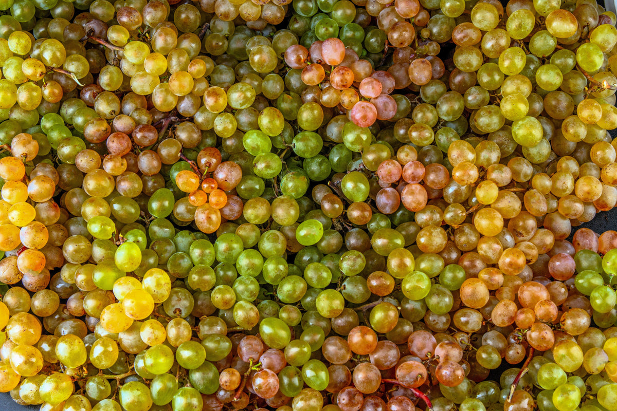30 Wine Grape (Vitis Viniferia) Seeds