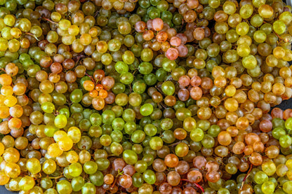 30 Wine Grape (Vitis Viniferia) Seeds