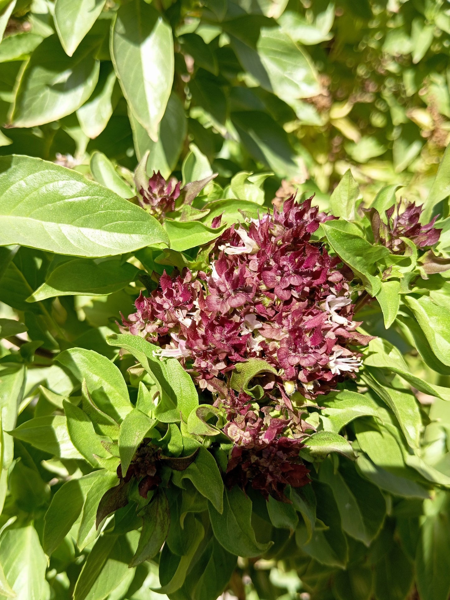 250 Siam Queen Thai Basil (Ocimum Thyrsiflora) Seeds