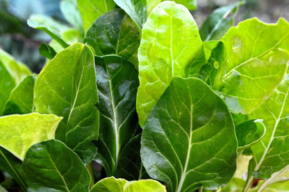 250 Barese Swiss Chard (Beta Vulgaris) Seeds