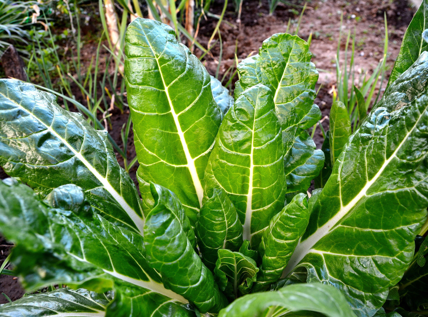 250 Barese Swiss Chard (Beta Vulgaris) Seeds