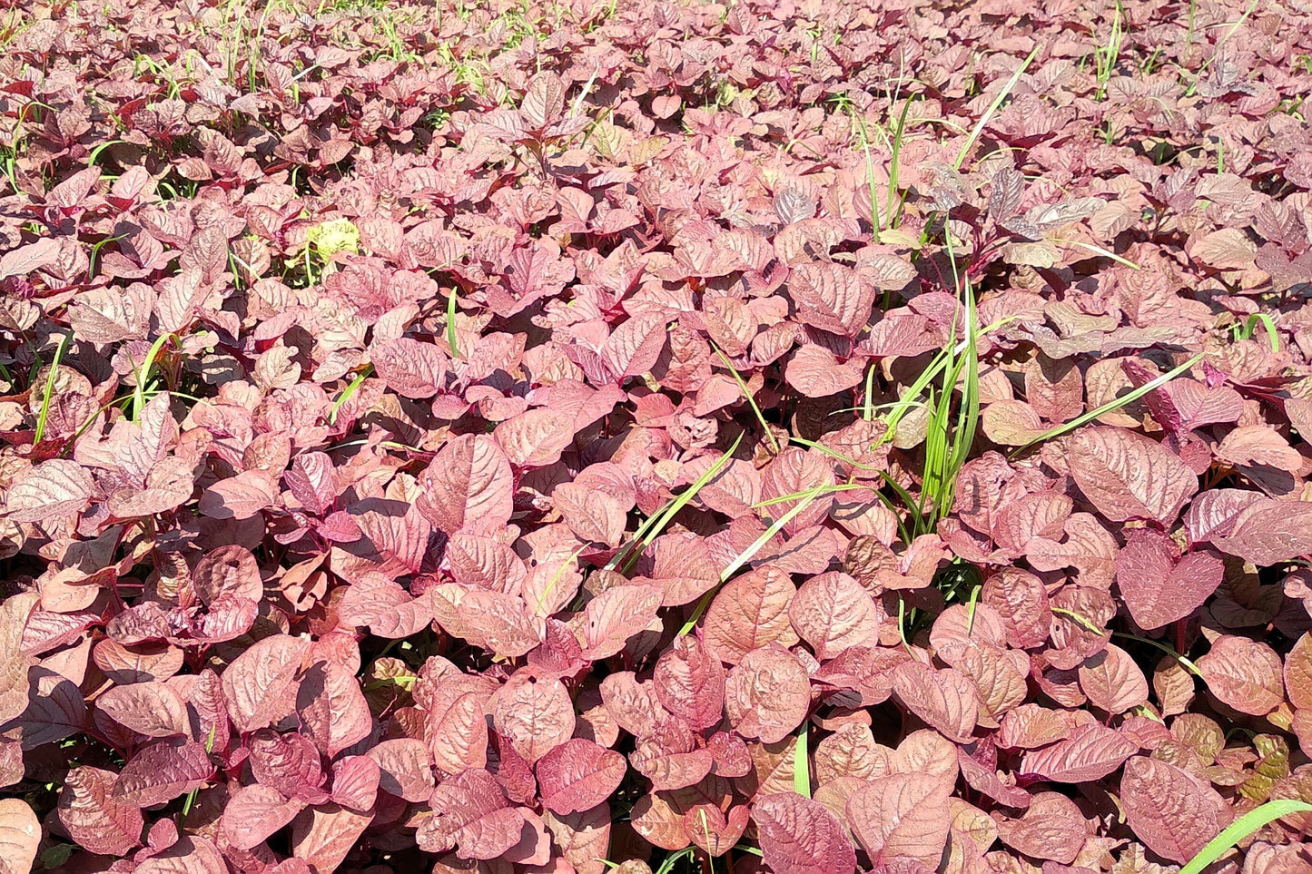 500 Red Garnet Amaranth (Amaranthus Tricolor) Seeds