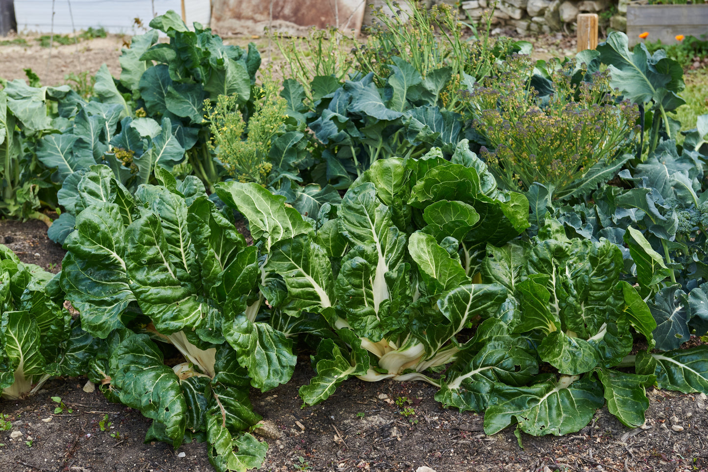 300 Lucullus Swiss Chard (Beta Vulgaris) Seeds