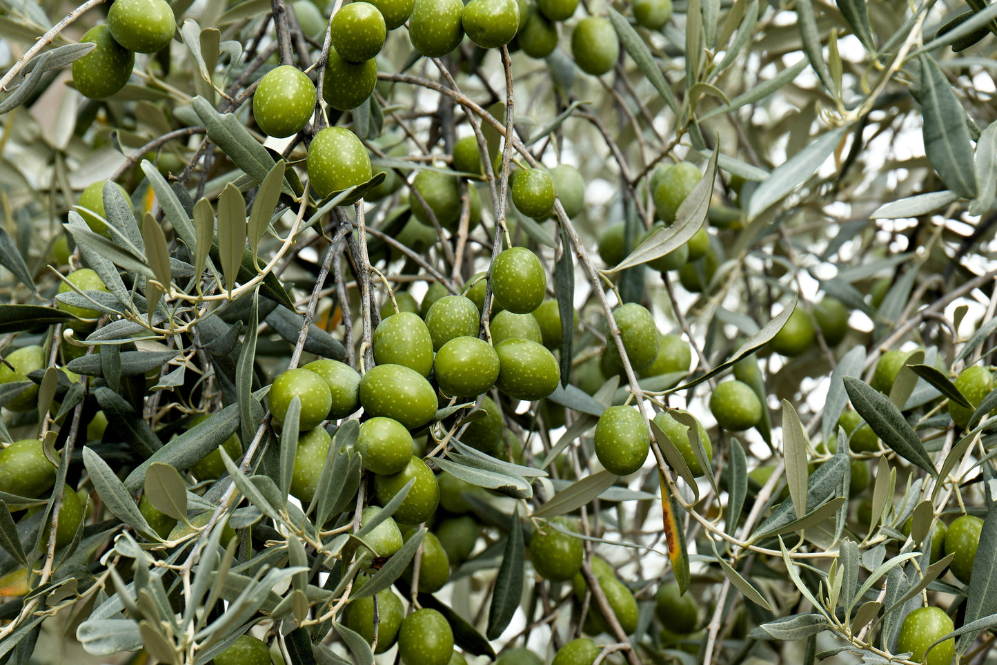 10 Canino Olive Tree (Olea Europaea Canino) Seed