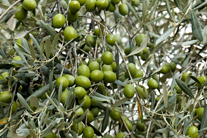 10 Canino Olive Tree (Olea Europaea Canino) Seed