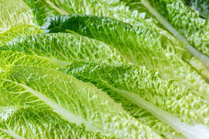 3000 Parris Island Romaine Lettuce (Lactuca Sativa) Seeds