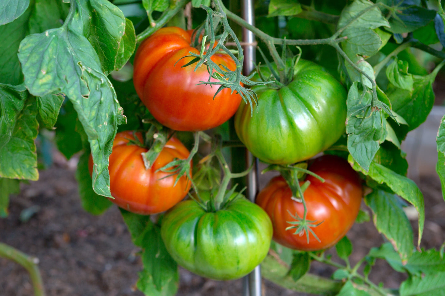500 Beefsteak Tomato (Lycopersicon Lycopersicum) Seeds