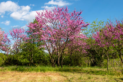 Giant Redbud (Cercis gigantea) Seeds – 40 ct