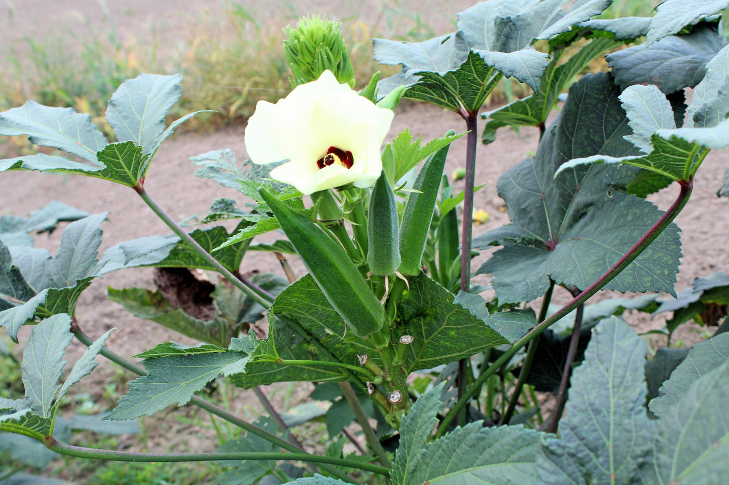 150 Emerald Okra (Abelmoschus Esculentus) Seeds