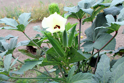 150 Emerald Okra (Abelmoschus Esculentus) Seeds