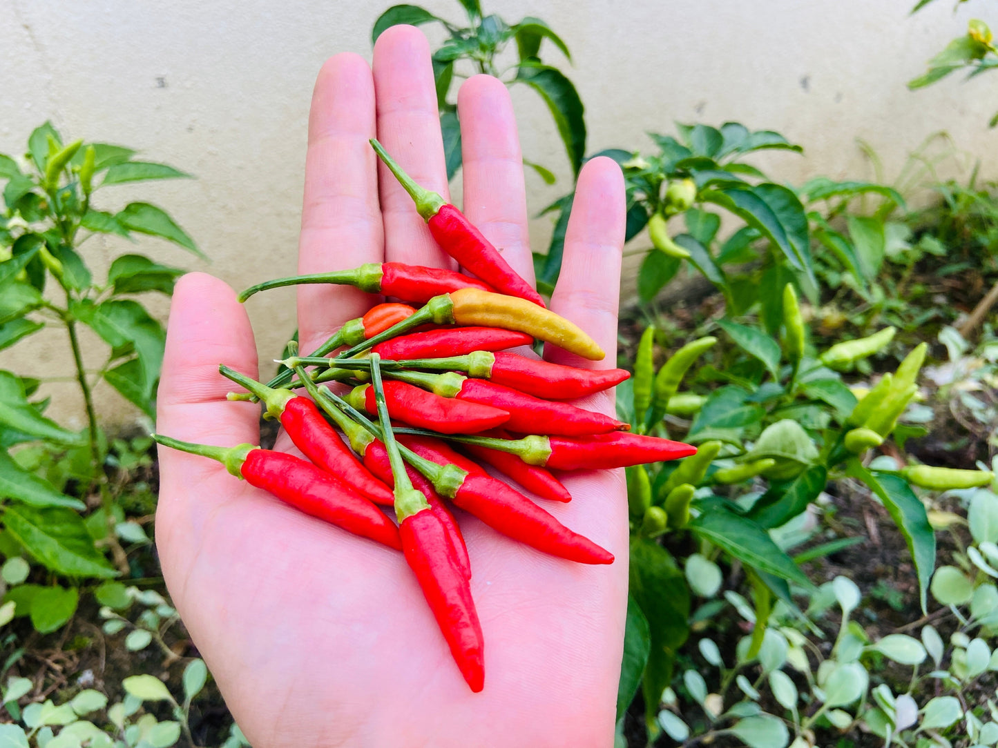 30 Birds Eye / Chilitepin Pepper (Capsicum Frutescens) Seeds
